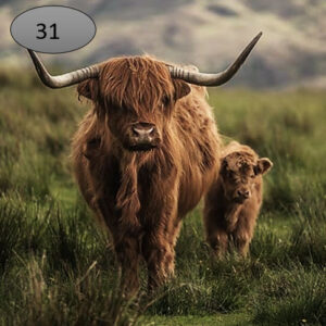 Onderzetter hooglanders
